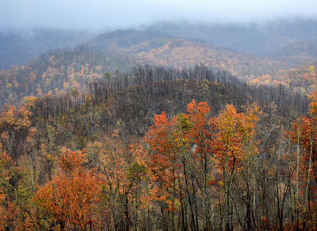 Shelbyville, TN - Aerial View of a Forest in Shelbyville, TN on a Cloudy Day